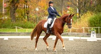 GMHA Fall Dressage