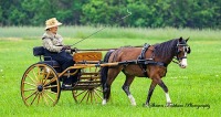 Myopia Carriage Classic