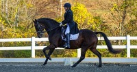 GMHA Fall Dressage