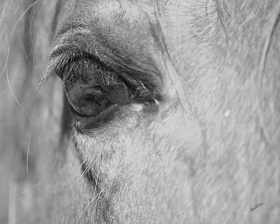 Windows to the equine soul