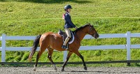 GMHA August Hunter Jumper Show